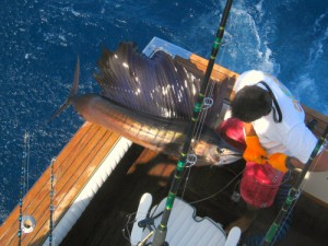 Sailfish caught on GuanaTuna at Marietta Islands