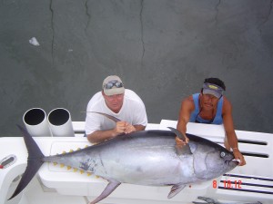 Yellowfin Tuna 250 lbs