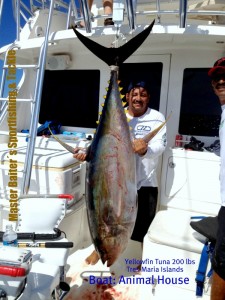 Yellowfin Tuna 200 lbs... Where: Tres Maria Islands ... Boat: Animal House wCapt. Luis