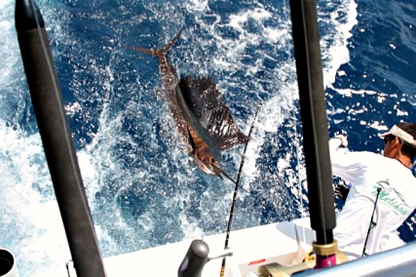 07 20 2014 Golden Sailfish, 1 of 2 600 PXlS sin MBText