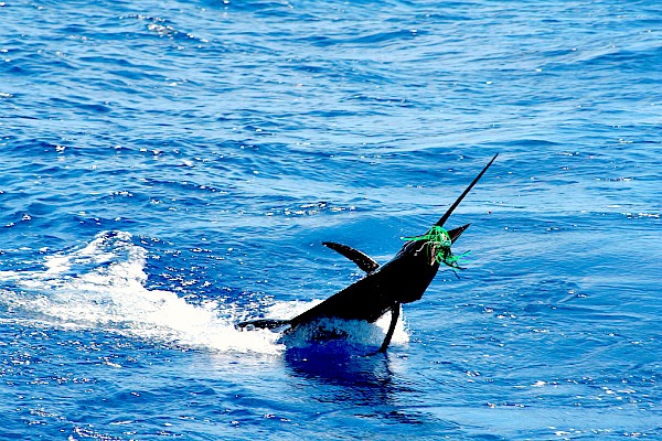 07 20 2014 Golden Sailfish, 2 of 2 600 PXlS sin MBText