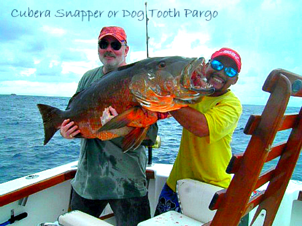 08 05 2014 Herbert  Harmon RedPix 600 75 lb Cubera Snapper, Corbeteña