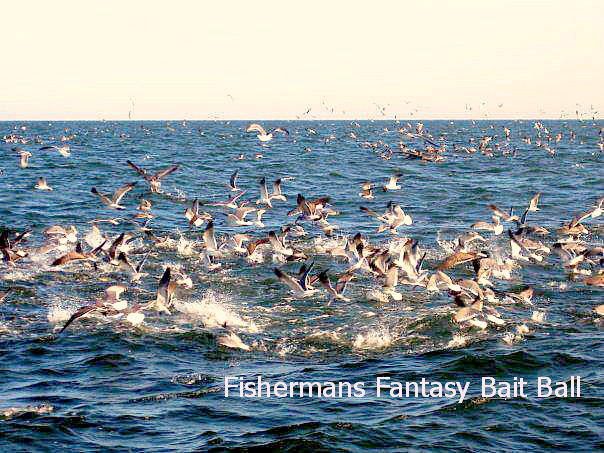 08 08 2014 Fishermans Fantasy Diving Birds Bait Ball