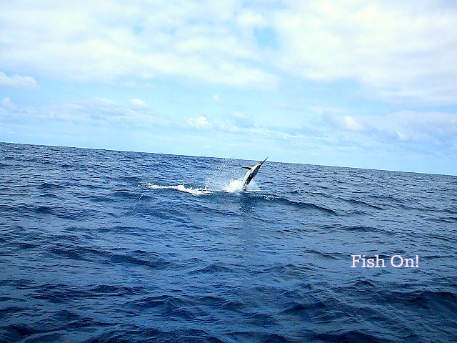 Marlin Fight Series 01 Paul Wolfe, 12 hrs, 3 days, Capt. Oscar 013