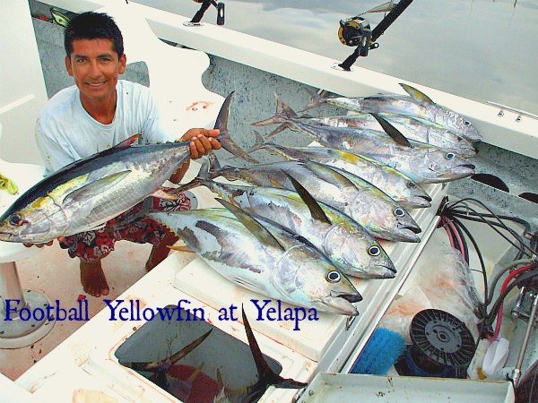 Yellowfin Footballs 600 pxls