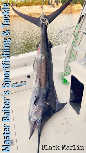 06 30 2016 Magnifico 5 Black Marlin 500 pxls MBText