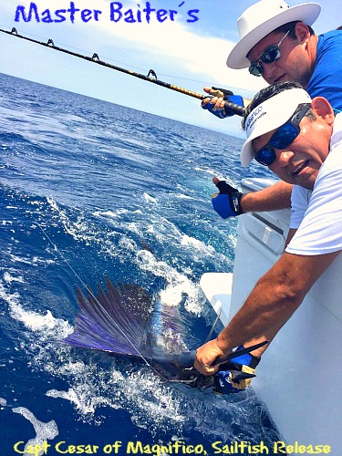 Capt. Cesar Releasing a Sailfish of Punta Mita Point