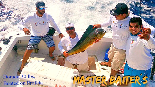 Freak Dorado in the bay feeding at the river mouth of the Ameca River.