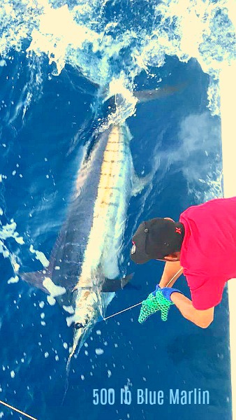 Blue Marlin over 500 lbs at Corbetena if you're "Lucky"