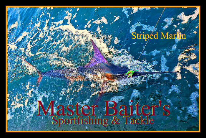 Rooster Fish Numbers Increase, Red Tide Challenges, Massive Bait - Master  Baiter's Sport Fishing & Tackle Puerto Vallarta